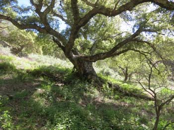 fr serra oak