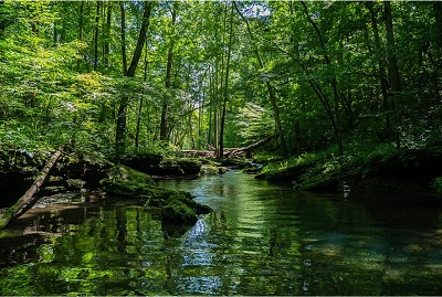 Forest river