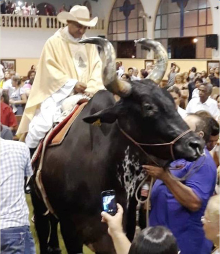 Bull at Mass 1