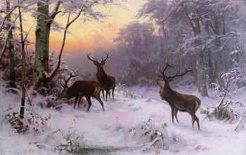 deer in forest'