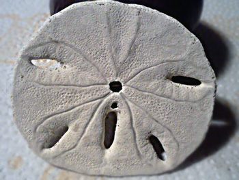 sand dollar back