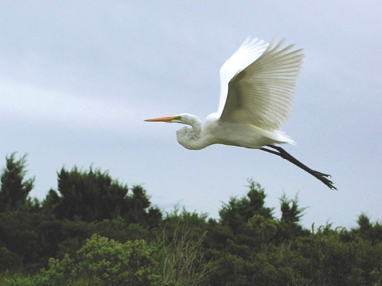 heron in flight