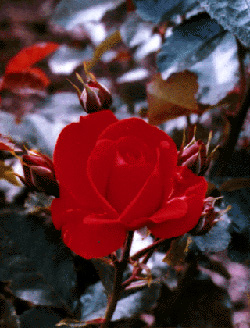 F011_Rose.jpg - 70803 Bytes