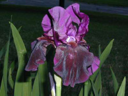 H020_PurpleIris.jpg - 31681 Bytes