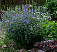 H017_catmint.jpg - 36393 Bytes