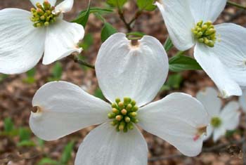 H034_Dogwoodpetal.jpg - 29762 Bytes